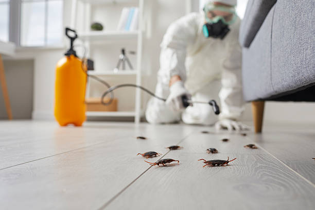Commercial Kitchen Cockroach Control in Iona